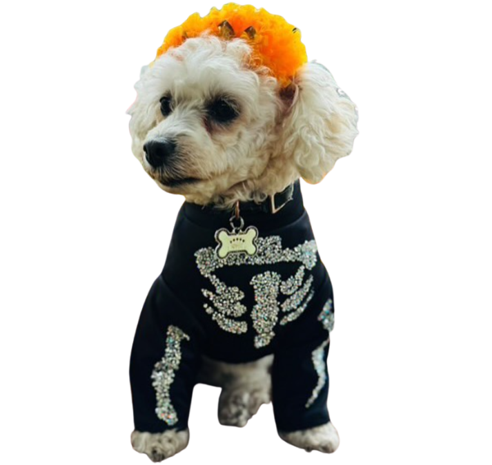 Catrina