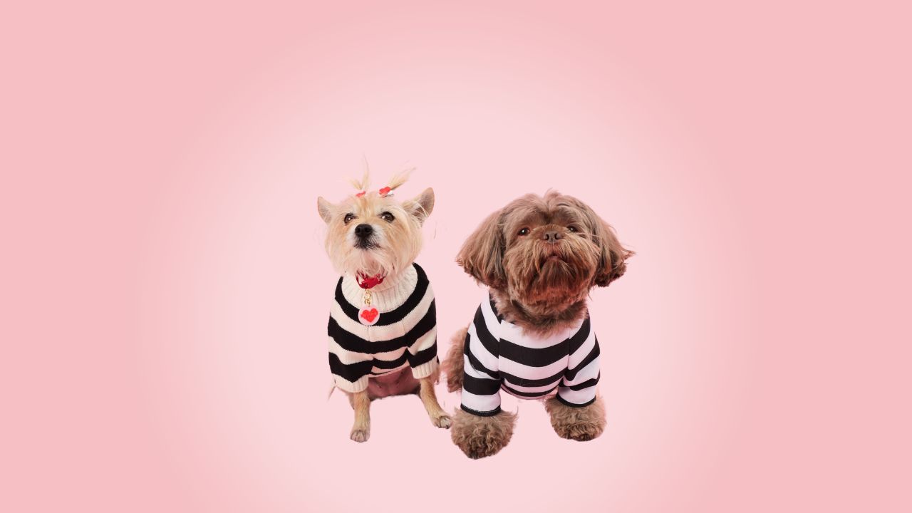 Picky Puppie Studio (5)