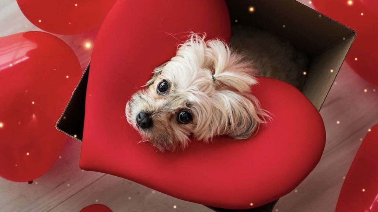 Picky Puppie Studio
