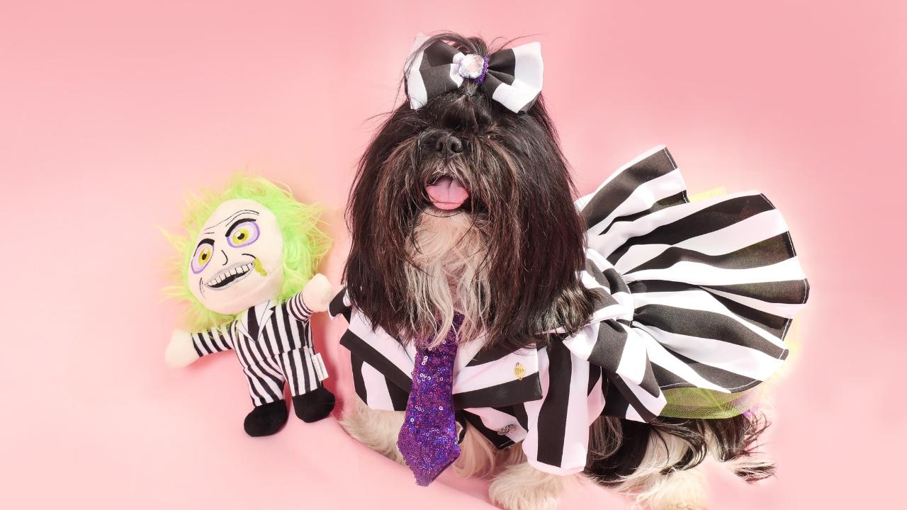 Picky Puppie Studio (2)