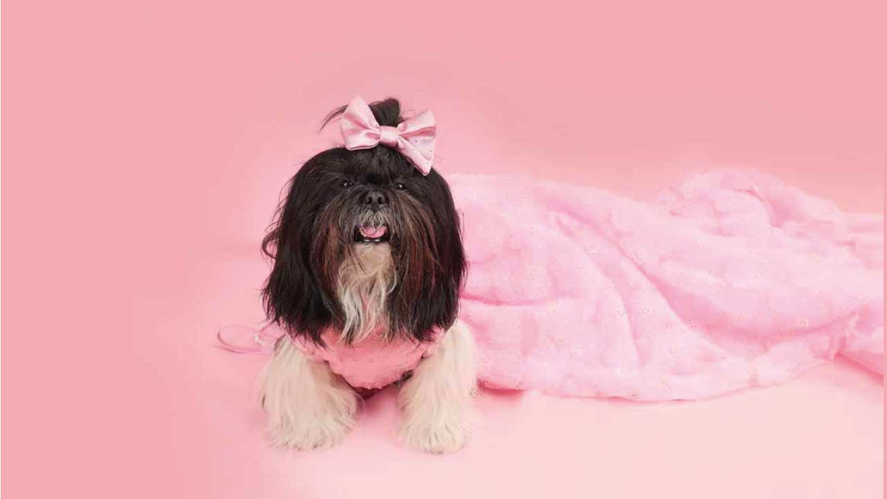 PIcky-Puppy-10