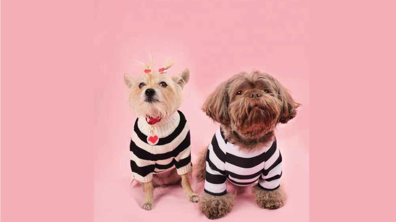 PIcky-Puppy-12