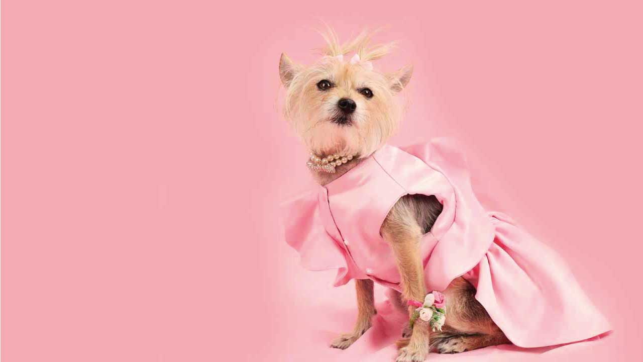 PIcky-Puppy-14