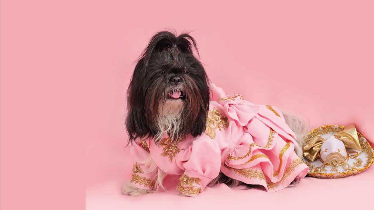 PIcky-Puppy-15