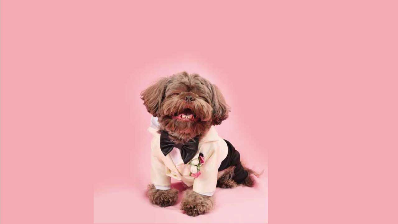 PIcky-Puppy-16