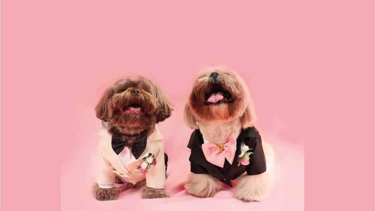 PIcky-Puppy-17